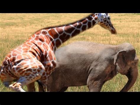 wild animals mating videos|Wild Animal Mating .